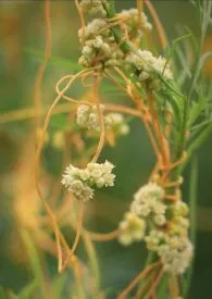 《菟丝花》全集在线阅读 酸酱精心打造